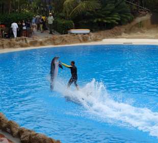 Delfin Show
