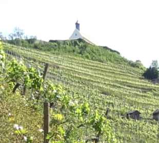 Früchtetrauf - Wurmlinger Kapellenwegle