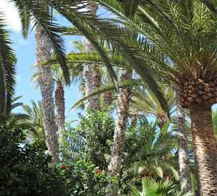 Eindrücke von der Wanderung durch den Palmenhain
