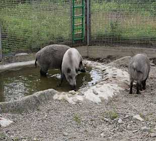 Zoo