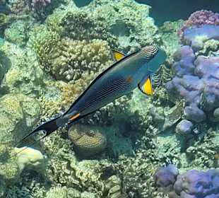 Schnorcheln Marsa Alam