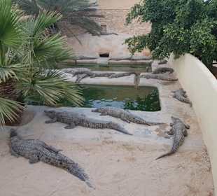 Krokodilfarm Animalia