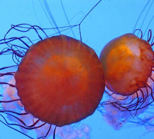 Faszinierende Unterwasserwelt