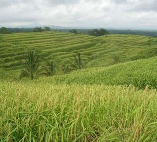 Jatiluwih