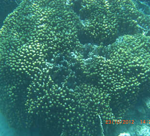 Подводный мир возле отеля