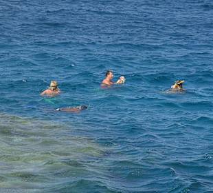 Dolphin House Schnorcheltour