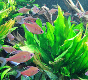 Impressionen aus dem Meeresaquarium