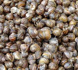 Schnecken auf dem Markt in der Altstadt