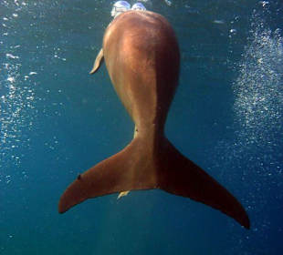 Seekuh bei Abu Dabab