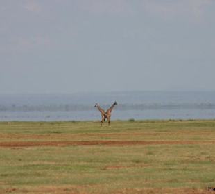 Ngorongoro