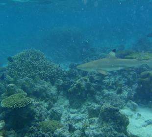 Schwarzspitzenriffhai