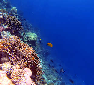 Schnorcheln Marsa Alam