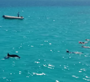 Delfine und Schlauchboot