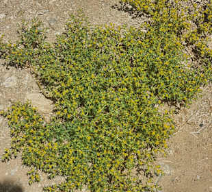 Wadi el Gemal National Park