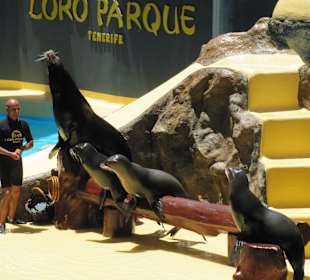 Pokaz lwów morskich