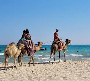 Kamelreiten Hammamet