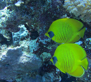 Pärchen in Eintracht 