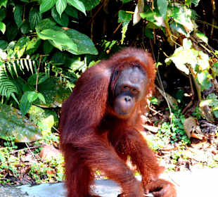 Orangutas