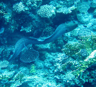 Riesenmuräne in ca 3 Meter Tiefe