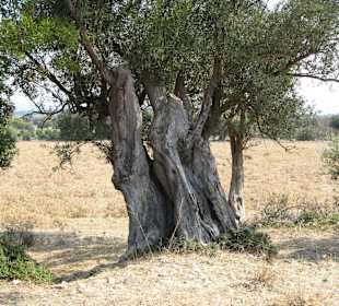 Ich bin schon 500 Jahre alt ?