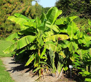 Rundgang durch den Botanischen Garten Kiel