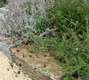 Blühendes Neresheim 2021