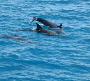 Mit Delphinen schwimmen