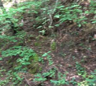 Schutzgebiet Spitzberg, Pfaffenberg