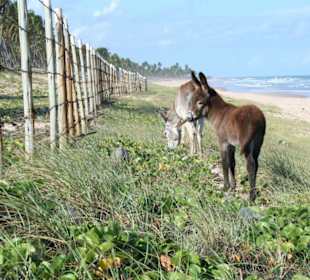Strand Imbassai