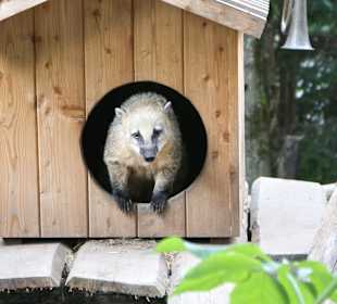 Kameltheater & Weißer Hof