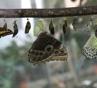 Schmetterlinge beim Schlüpfen