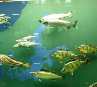 Ausstellung im Museum