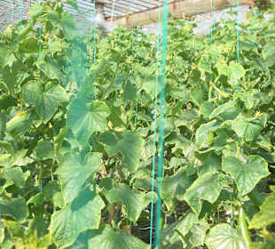 Die Gurken im Gewächshaus sind ok