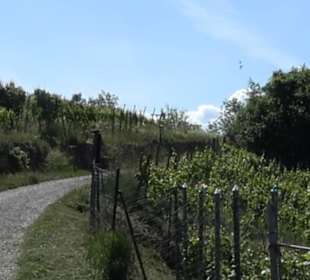 Früchtetrauf - Wurmlinger Kapellenwegle