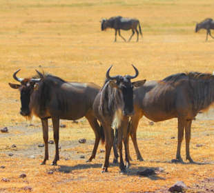3 Gnus in der Steppe der Masai Mara
