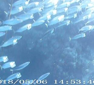 Schnorcheln Marsa Alam