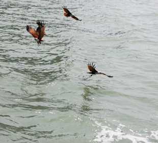 Seeadler