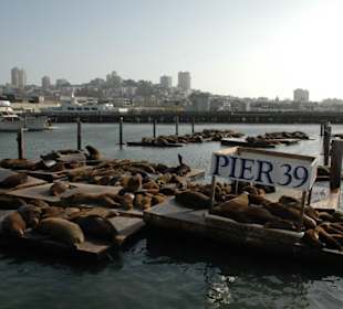 Sea Lions am Pier 39