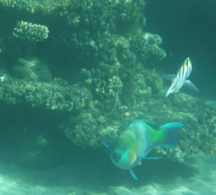 Tauchen Marsa Alam