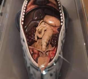 Seehundstation Norddeich in Norden