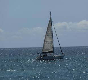 Wale und Delphine mit Segeln