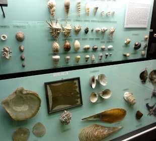 Exponate der Sammlung