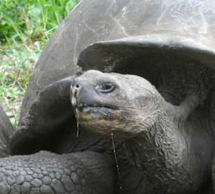 Santa Cruz - Galapagos