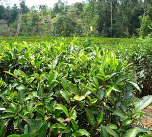 Teepflanzen im Hochland
