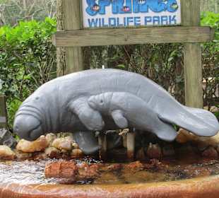 Manatee