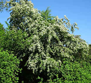 Ursprüngliche Natur am Mahndorfer See