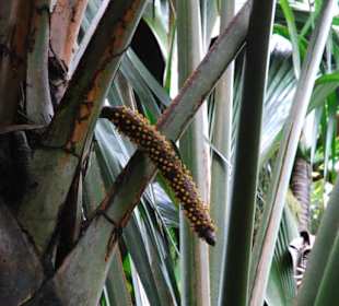 Blütenstand der männlichen Coco de Mer