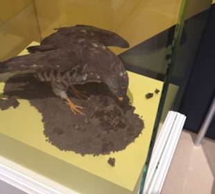 Museum Natur und Mensch