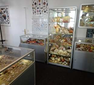 In den Räumen des Muschelmuseum Hooksiel