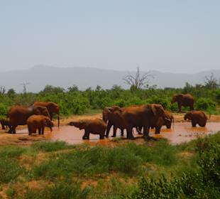 Elefantenfamilie am Wasserloch